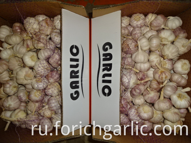 Fresh Garlic